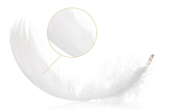 Feder - Bettdecken, Kissen, Bettwaren | Gebers - die Schlafexperten